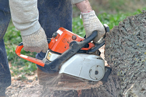 Best Commercial Tree Services  in Warrenton, MO