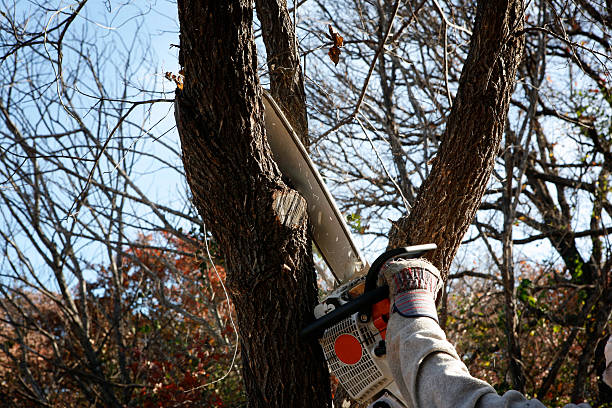 Professional Tree Removal Services in Warrenton, MO