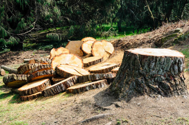 Best Tree Trimming and Pruning  in Warrenton, MO